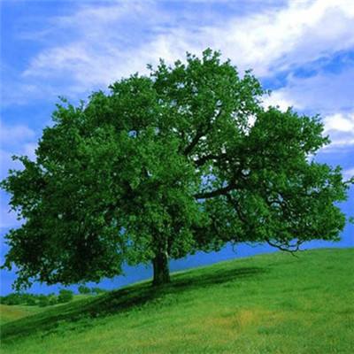 火狐体育下载appapp下载