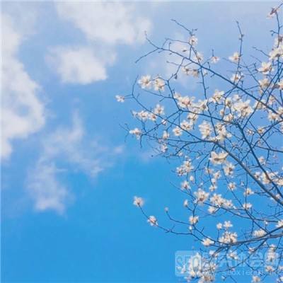 完美电竞下载手机版